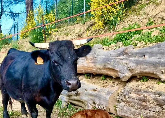 Paradiso Esotico * Читта-ди-Кастелло